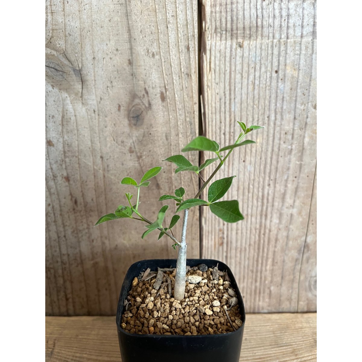 コミフォラ オルビクラリス　実生株 コミフォラ オルビクラリス 実生 鉢ごと - メルカリ