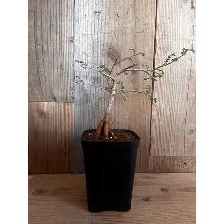 オペルクリカリアヒファエノイデス | STORES