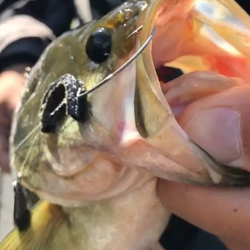 Kg Hook Narrow <Worm37> | KATSUICHI / DECOY off