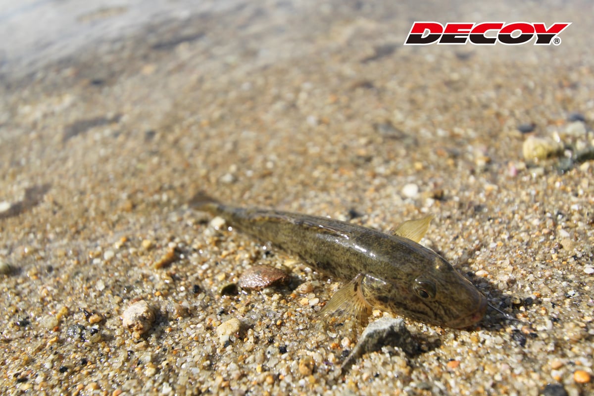 ハゼゲーセット <SGS-2> | KATSUICHI / DECOY official sh