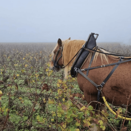 Hadrien Brissaud - Puligny Montrachet Les Meix 2023 白  アドリアン・ブリソー / ピュリニー・モンラッシェ・レ・メ  Chard.