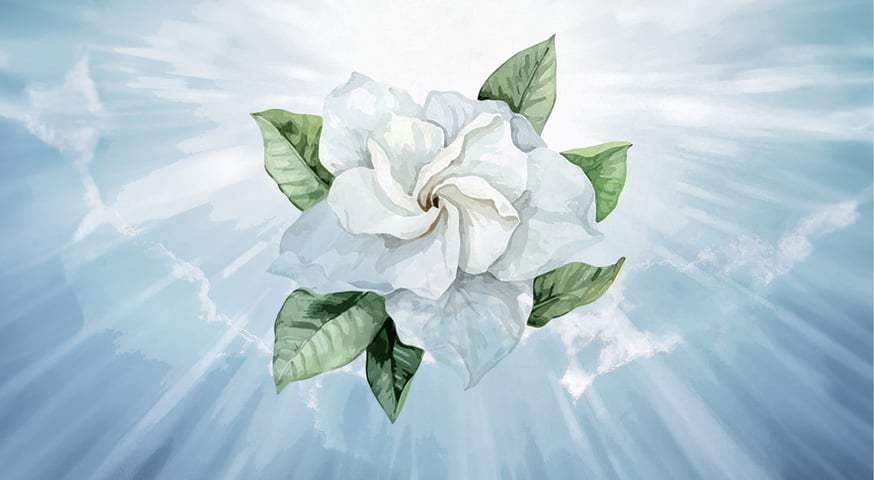 ピュア　ディスタンス　ディヴァンシェ Puredistance DIVANCHÉ parfum extrait | puredist