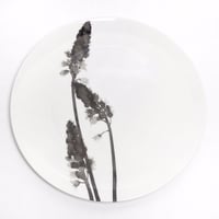 hakuji 白磁大皿 -オーニソガラム |White Porcelain plate L-Ornithogalum