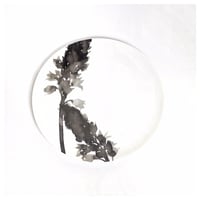 hakuji 白磁中皿 -オーニソガラム |White Porcelain plateM-Ornithogalum