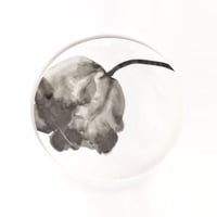 hakuji 白磁中皿 -チューリップ |White Porcelain plate M-Tulip
