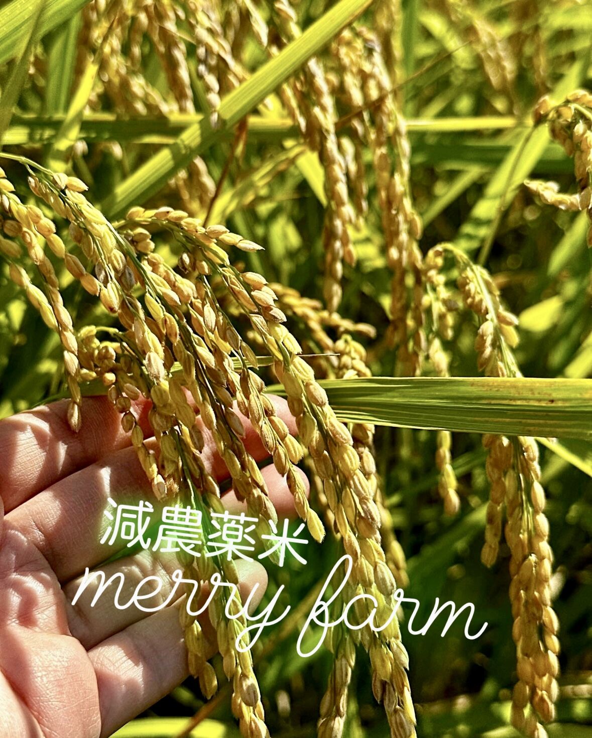 農家直送】新米 彩のきずな 令和6年度産 埼玉県産 玄米 20㎏