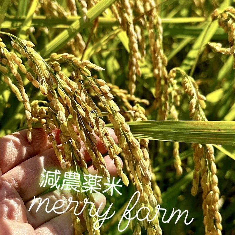 新米予約販売🌾彩のきずな 玄米10kg❗️】 | merry-farm