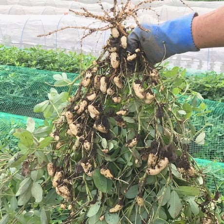 【期間限定】生落花生　おおまさり1kg