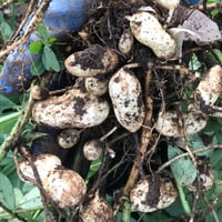 【期間限定】生落花生　おおまさり1kg