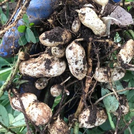【期間限定】生落花生　おおまさり1kg