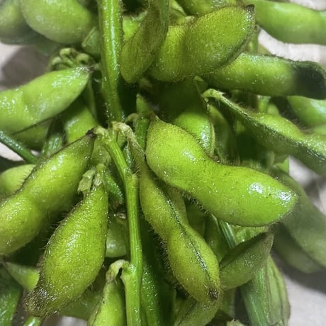 ●秋の朝採れ,黒豆の枝付き枝豆2kg●【数量限定】