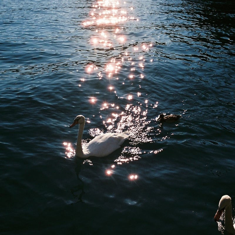 石田真澄写真集「everything will flow」(TISSUE PAPERS 05)