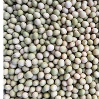 【ご予約商品】小糸在来(R) 味噌用大豆 1キロ単位 【送料別】