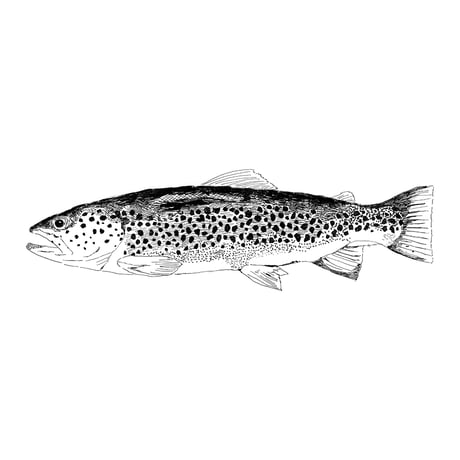 RIPARIAN cruiser deck / TROUT / Ash