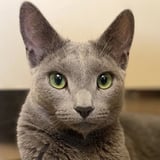 KiKi