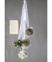スモークツリーと紫陽花