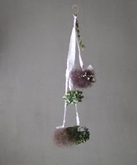 揺れるスモークツリー と紫陽花