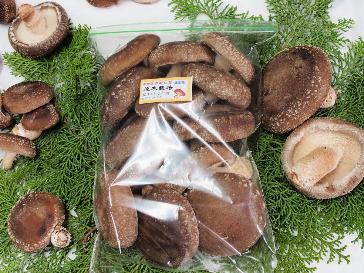 ギフト】特選生しいたけ つぼみ 500g×2袋 セット | 清水しいたけ園