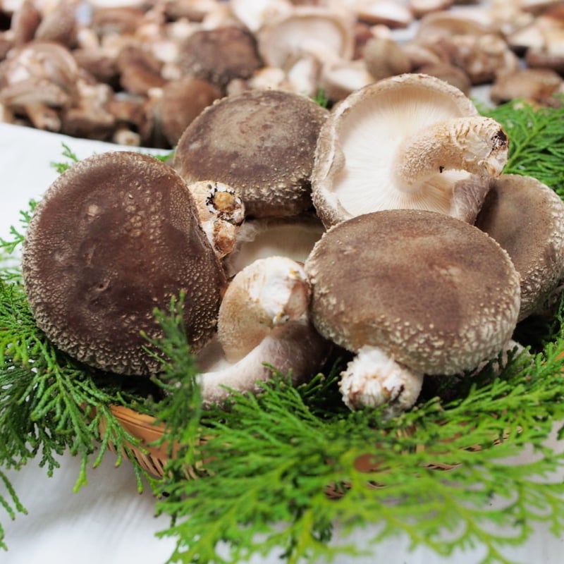 しいたけページ 冷凍熟成椎茸（2Lサイズ：7cm程度）（業務用向け商品） - 原木