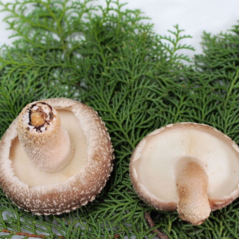 ギフト】特選生しいたけ ひらき 500g×2袋セット | 清水しいたけ園