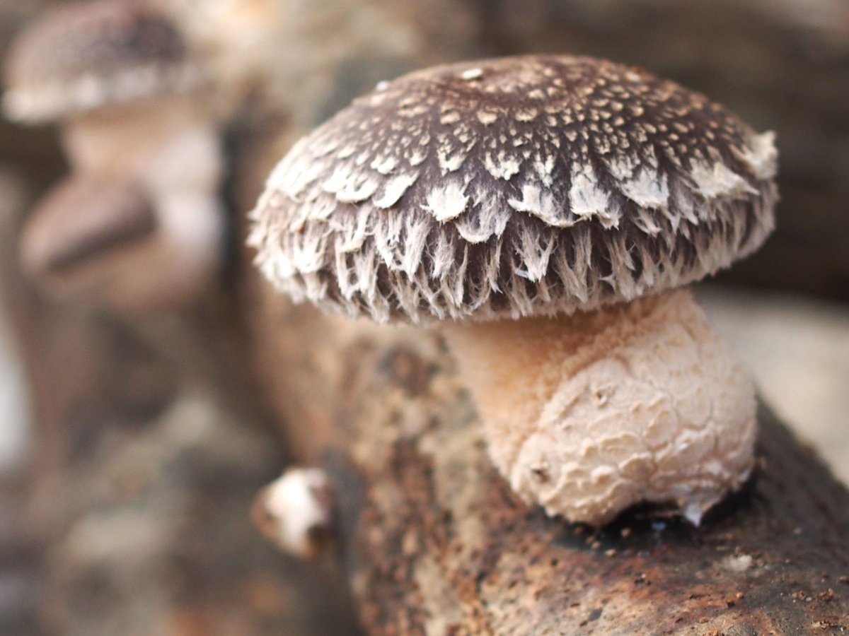 秋冬限定】【農業祭連続入賞品種】茸採り物語【受注生産】 | 清水