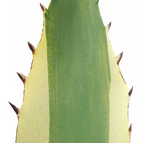 アロエ スピラ