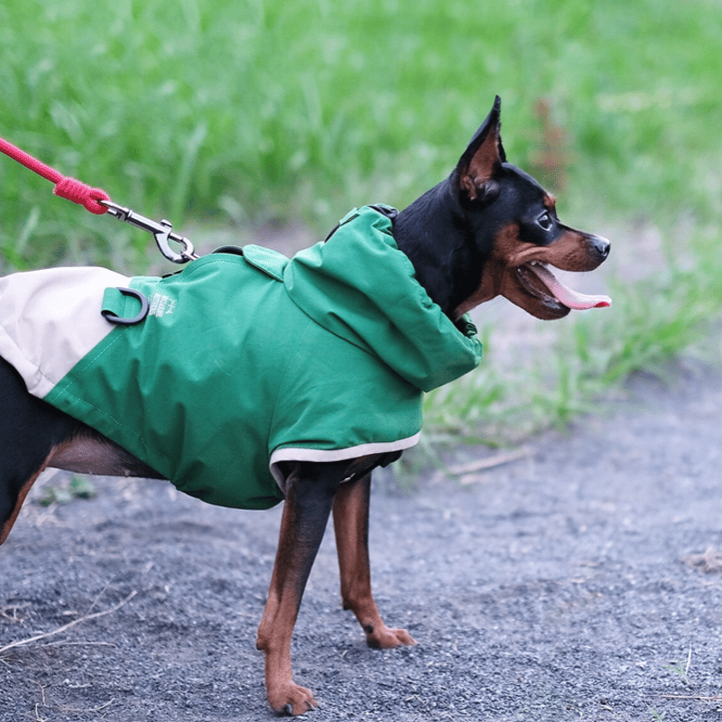 RUSSELUNO アニマルプリントブルゾン ブラック サイズ5