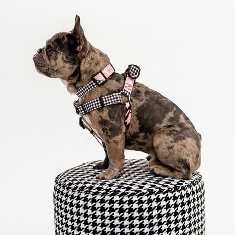 【WOLFGANG】Hounds Pink