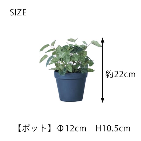 フィットニア ポット