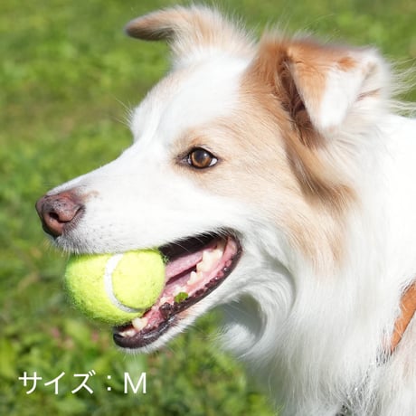 【DULTON】ドッグトイ　テニスボール