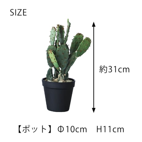 ウチワサボテン ポット