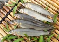 奥津川産天然鮎×10尾（冷凍）
