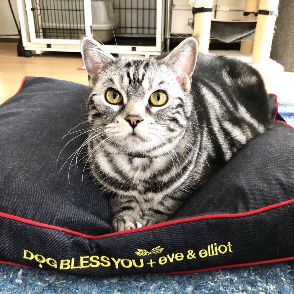 ネーム刺繍 セミオーダー 自家製ケミカルウォッシュ ドライブベッド