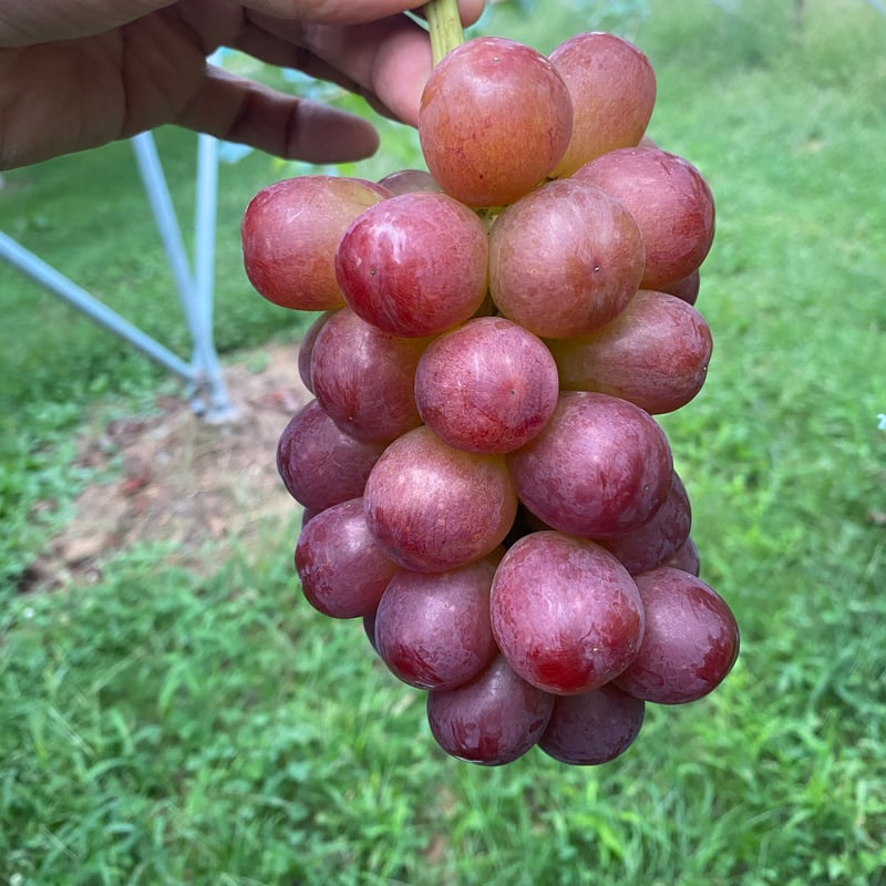小粒クイーンルージュ⭐︎２キロ　ご家庭用 ぶどう クイーンルージュ 家庭用 2キロ | やまみね農園