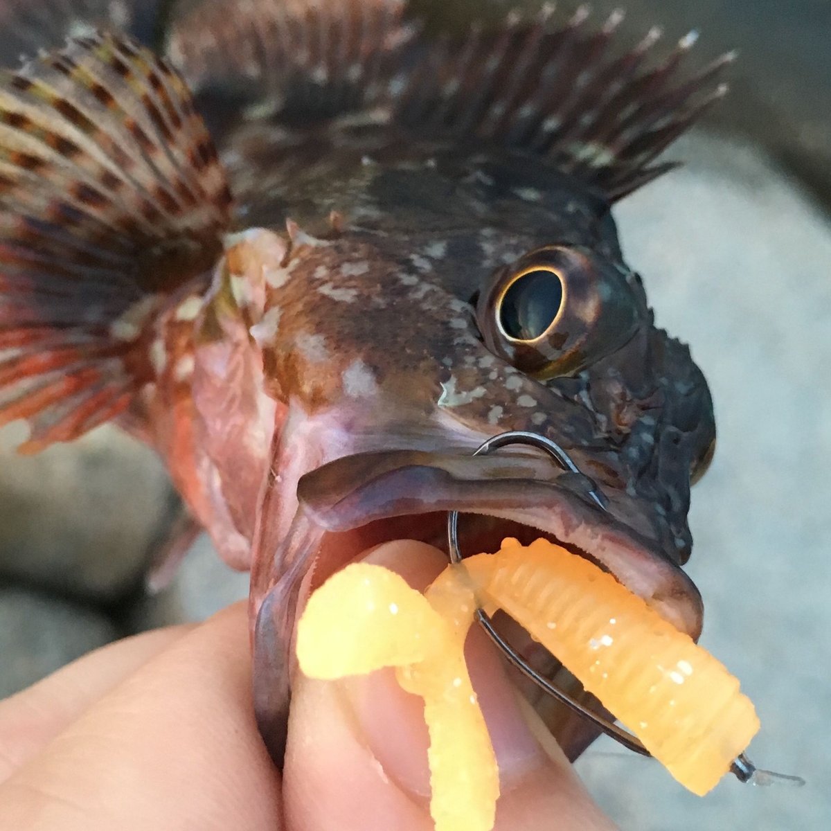 CHIBI BALTAN 1.3inch | FISH LABO