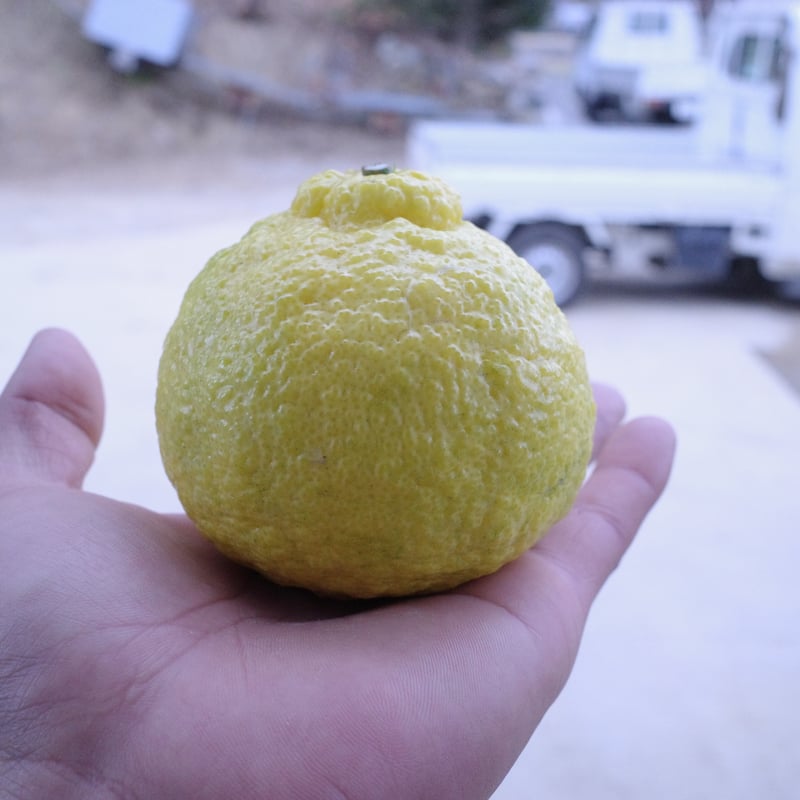 HARUKA JUICE -2025- | Tangerine