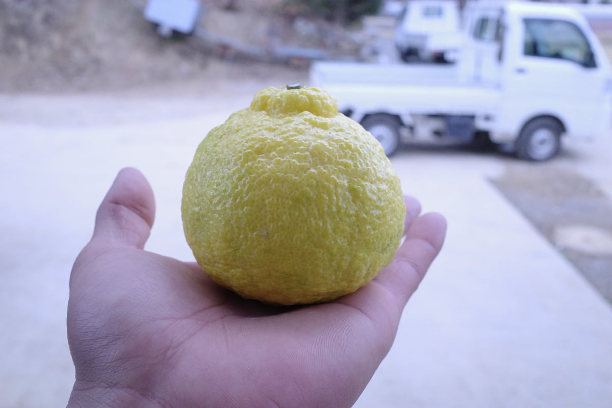 HARUKA JUICE -2025- | Tangerine