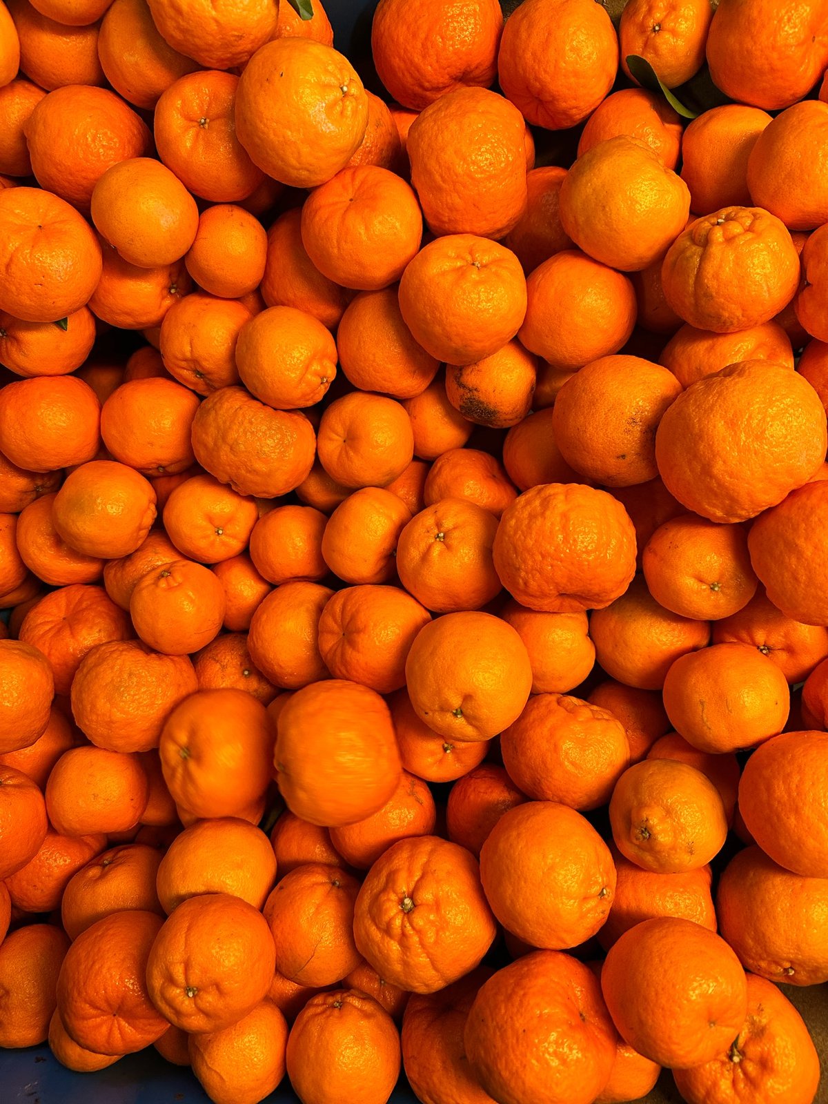 🆕ポンカン -2025-🆕 | Tangerine 🆕ポンカン -2025-🆕 | Tangerine