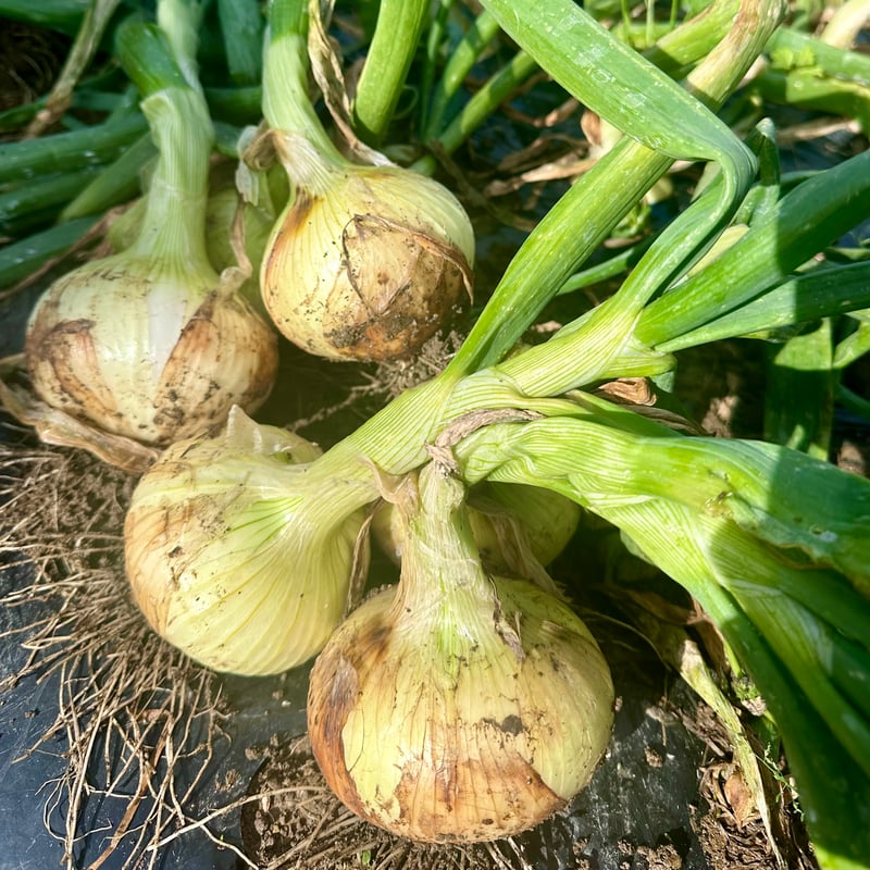 New Onions🧅(送料無料⚡️) | Tangerine