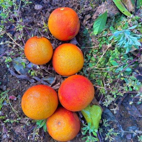 Blood Orange Juice-2026- " Tangerine Island " by KARIN