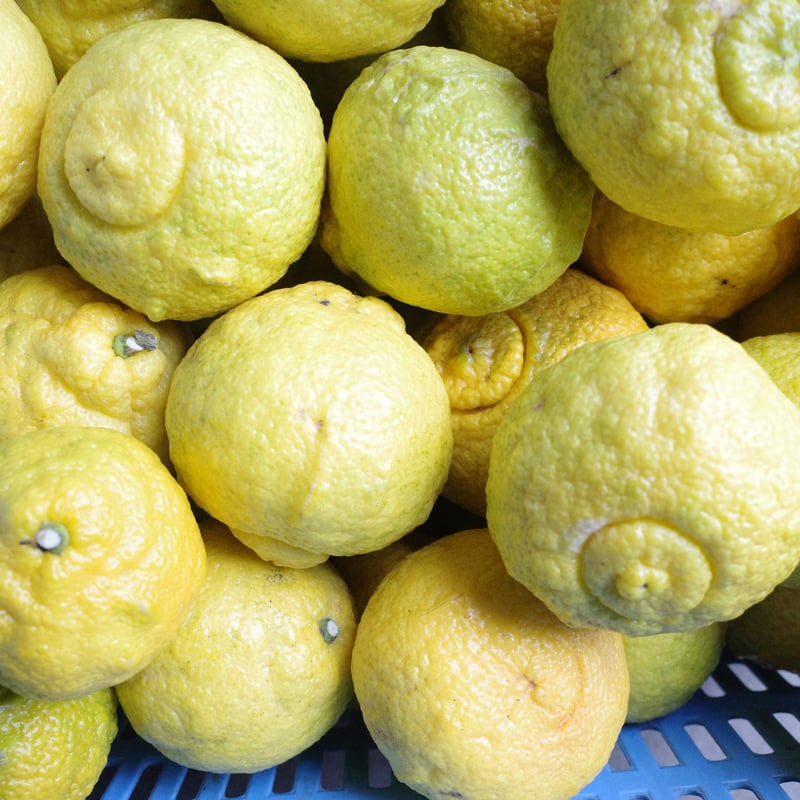 はるか LEG10372 - LEGO Botanicals Hibiscus (Purple) - Wheels and Wings