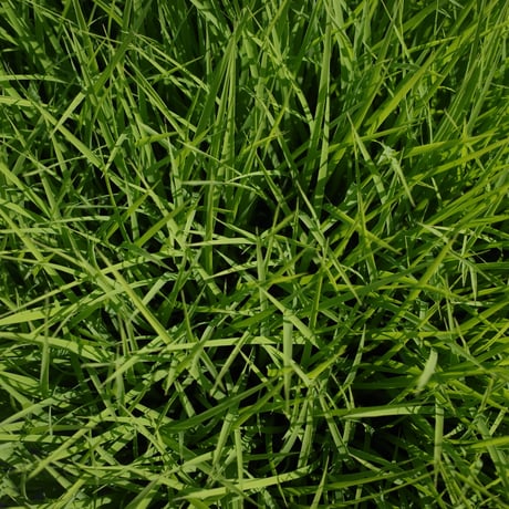 にじのきらめき　2kg ※送料無料