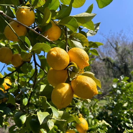 🆕🍋Ms.lemon🍋🆕