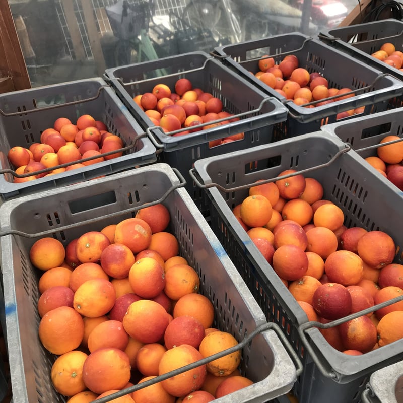 Blood Orange Juice-2026- 