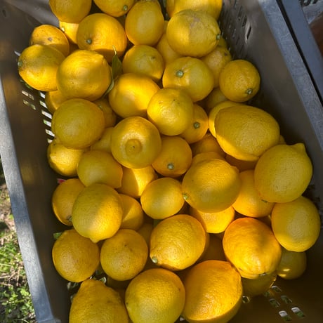 🆕🍋Ms.lemon🍋🆕