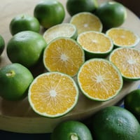 Mini Green Tangerines