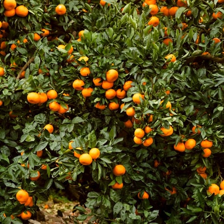 南柑20号 | STORES