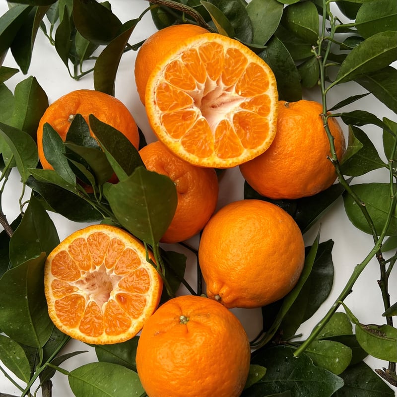 みかん様 ミカン様 みかん様 ミカン様 ミカン様 蜜柑様 レビュー】ZX