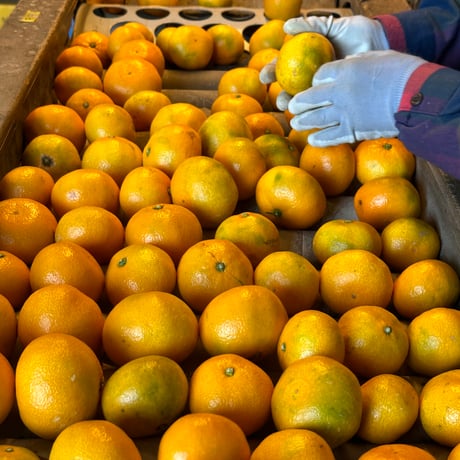 WASE JUICE -2026-