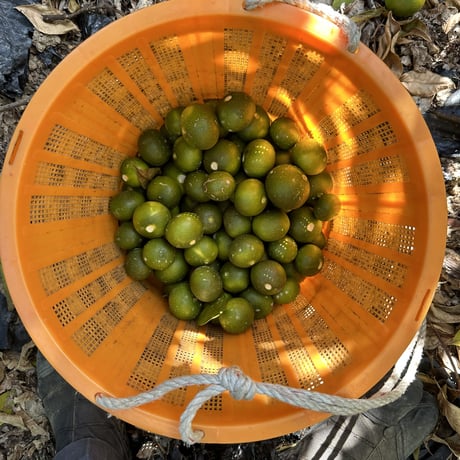 Mini Green Tangerines